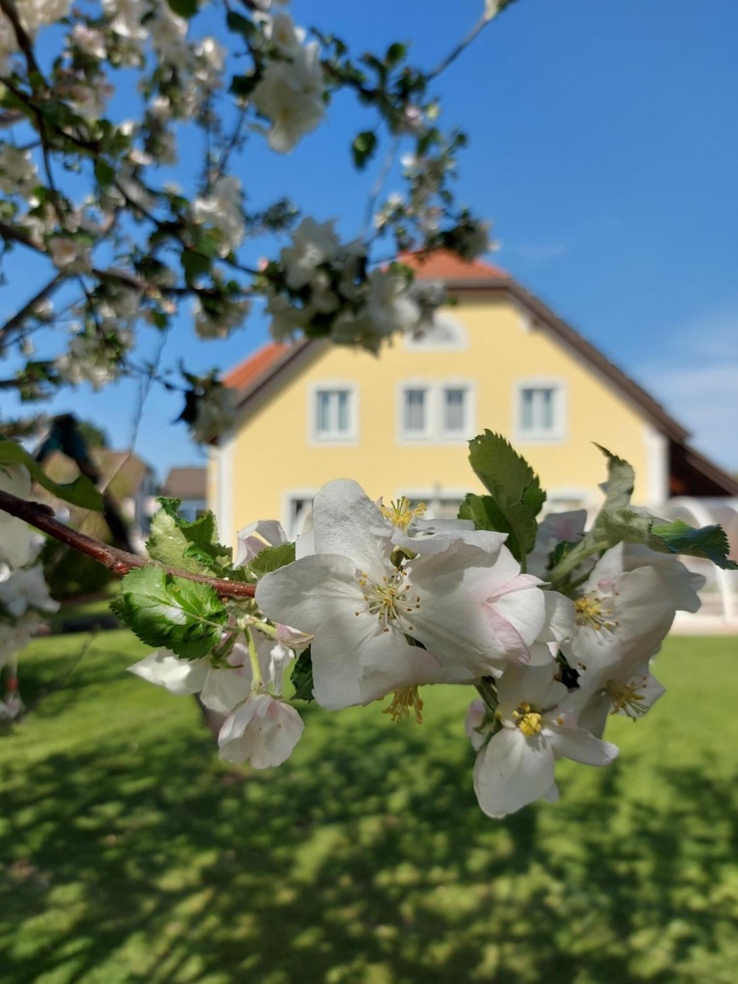 Gaestehaus Familie Trachsler Hotel Rohrendorf bei Krems Екстериор снимка