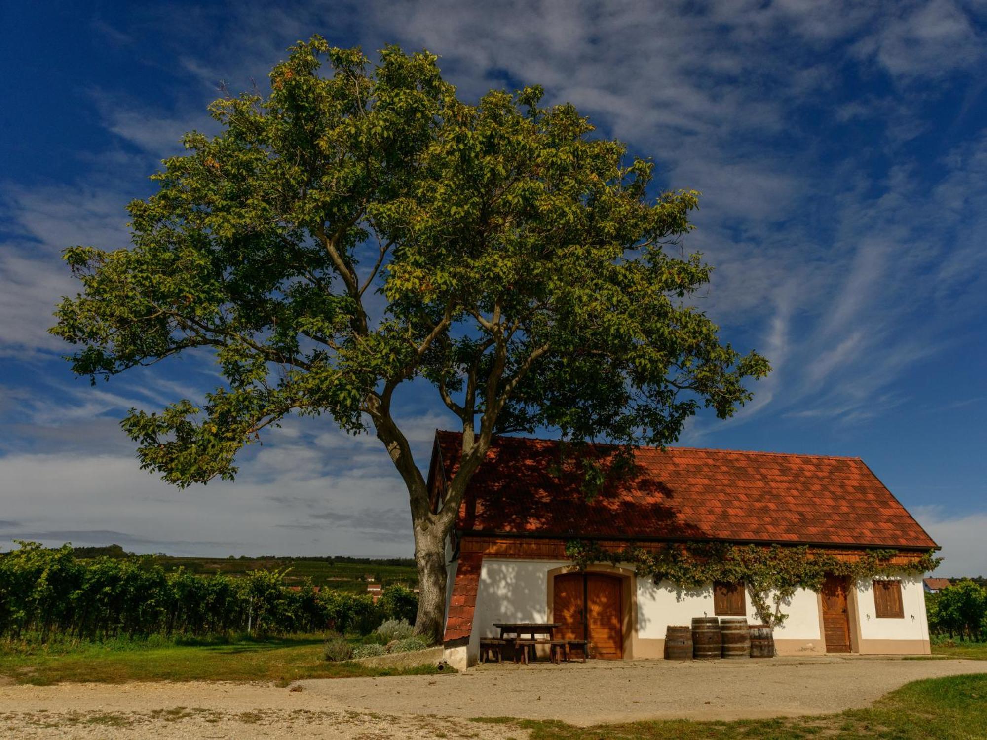 Gaestehaus Familie Trachsler Hotel Rohrendorf bei Krems Екстериор снимка