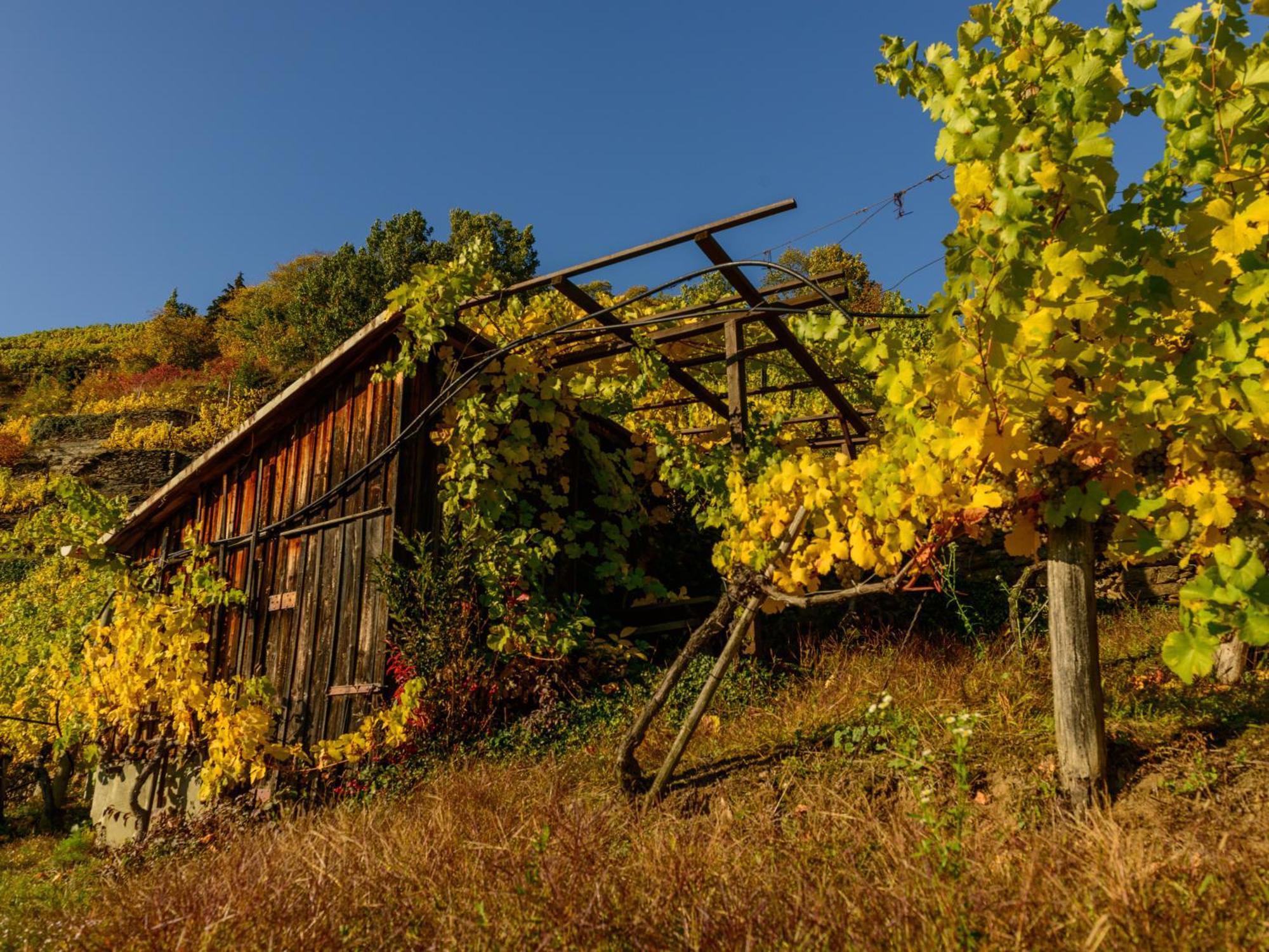 Gaestehaus Familie Trachsler Hotel Rohrendorf bei Krems Екстериор снимка